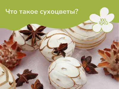 Что такое сухоцветы?