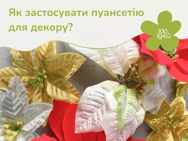 Як використовувати пуансетію для декору?